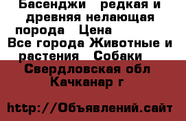 Басенджи - редкая и древняя нелающая порода › Цена ­ 50 000 - Все города Животные и растения » Собаки   . Свердловская обл.,Качканар г.
